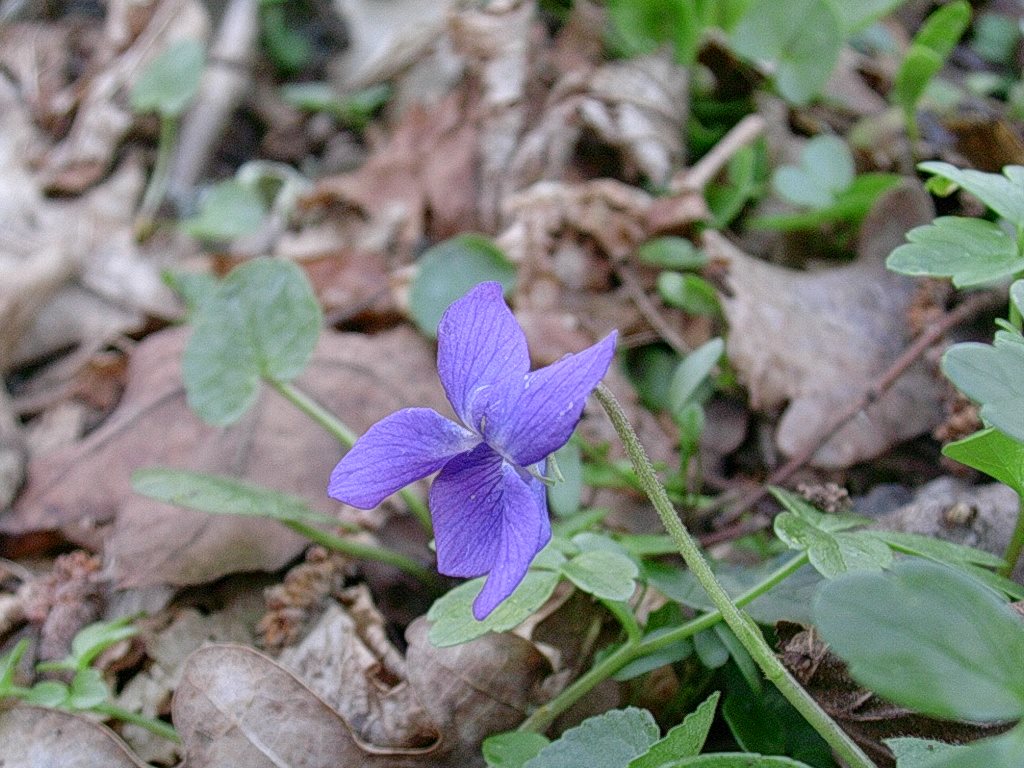 5 Aprile vecchio ritrovamento